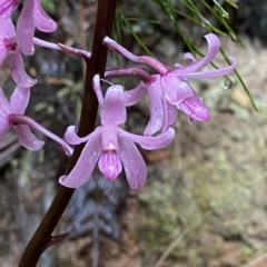 Dipodium roseum at Cotter River, ACT - 30 Jan 2023