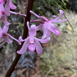 Dipodium roseum at Cotter River, ACT - 30 Jan 2023