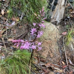 Dipodium roseum at Cotter River, ACT - 30 Jan 2023