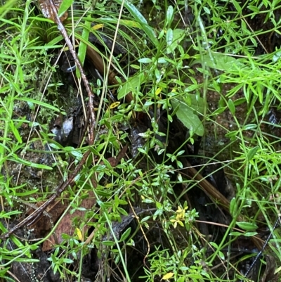 Gonocarpus tetragynus (Common Raspwort) at Cotter River, ACT - 30 Jan 2023 by Tapirlord
