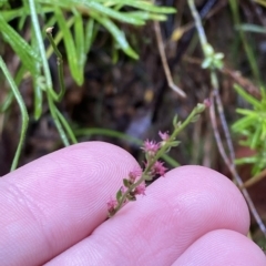 Gonocarpus tetragynus at Cotter River, ACT - 30 Jan 2023 10:16 AM