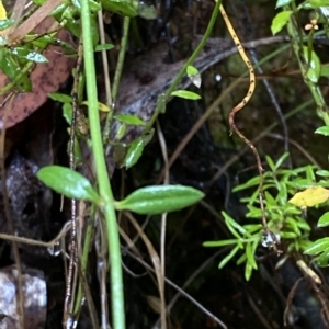Gonocarpus tetragynus at Cotter River, ACT - 30 Jan 2023