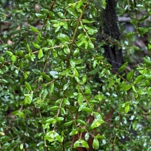 Coprosma quadrifida at Cotter River, ACT - 30 Jan 2023