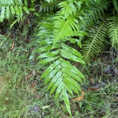 Blechnum minus (Soft Water Fern) at Cotter River, ACT - 30 Jan 2023 by Tapirlord