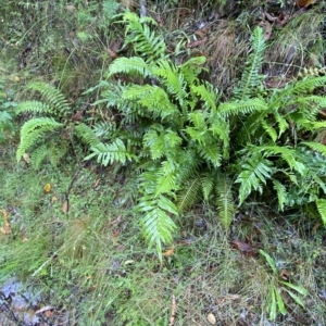 Blechnum minus at Cotter River, ACT - 30 Jan 2023 10:07 AM