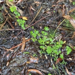 Rubus parvifolius (Native Raspberry) at Cotter River, ACT - 30 Jan 2023 by Tapirlord