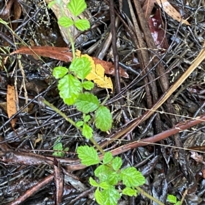 Rubus parvifolius at Cotter River, ACT - 30 Jan 2023