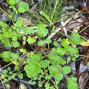 Rubus parvifolius at Cotter River, ACT - 30 Jan 2023