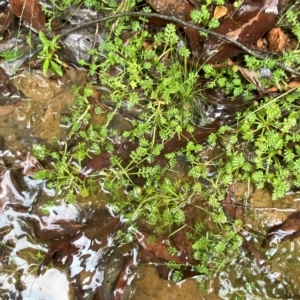 Leptinella filicula at Cotter River, ACT - 30 Jan 2023