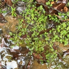 Leptinella filicula at Cotter River, ACT - 30 Jan 2023