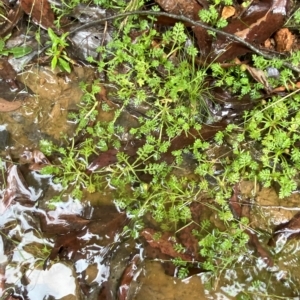 Leptinella filicula at Cotter River, ACT - 30 Jan 2023