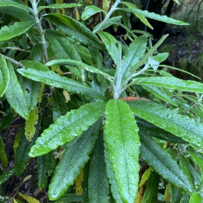 Bedfordia arborescens (Blanket Bush) at Cotter River, ACT - 30 Jan 2023 by Tapirlord
