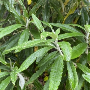 Bedfordia arborescens at Cotter River, ACT - 30 Jan 2023