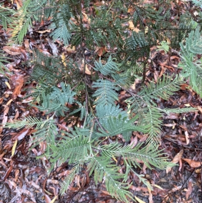 Acacia dealbata (Silver Wattle) at Cotter River, ACT - 30 Jan 2023 by Tapirlord