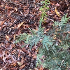 Acacia dealbata at Cotter River, ACT - 30 Jan 2023 10:00 AM