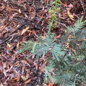 Acacia dealbata at Cotter River, ACT - 30 Jan 2023