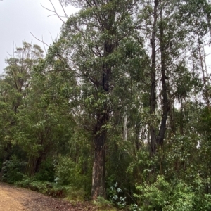 Eucalyptus fastigata at Lower Cotter Catchment - 30 Jan 2023