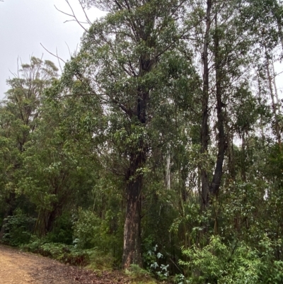 Eucalyptus fastigata (Brown Barrel) at Cotter River, ACT - 29 Jan 2023 by Tapirlord