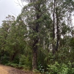 Eucalyptus fastigata (Brown Barrel) at Cotter River, ACT - 29 Jan 2023 by Tapirlord