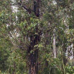 Eucalyptus fastigata at Lower Cotter Catchment - 30 Jan 2023