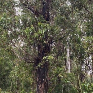 Eucalyptus fastigata at Cotter River, ACT - 30 Jan 2023