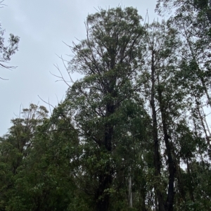 Eucalyptus fastigata at Lower Cotter Catchment - 30 Jan 2023