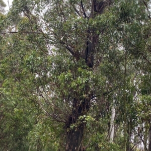 Eucalyptus fastigata at Cotter River, ACT - 30 Jan 2023