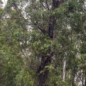 Eucalyptus fastigata at Lower Cotter Catchment - 30 Jan 2023 09:59 AM