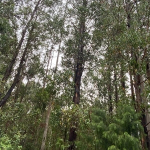 Eucalyptus fastigata at Cotter River, ACT - 30 Jan 2023