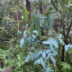 Eucalyptus bicostata (Southern Blue Gum, Eurabbie) at Cotter River, ACT - 29 Jan 2023 by Tapirlord