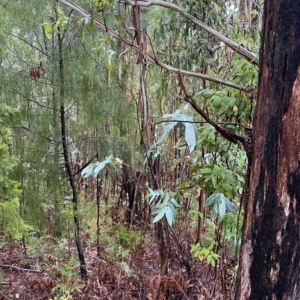 Eucalyptus globulus subsp. bicostata at Cotter River, ACT - 30 Jan 2023