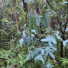 Eucalyptus globulus subsp. bicostata at Cotter River, ACT - 30 Jan 2023 09:57 AM