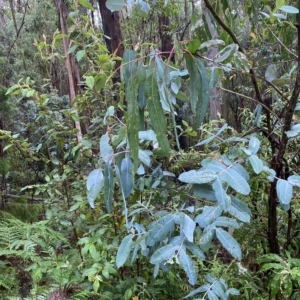 Eucalyptus globulus subsp. bicostata at Cotter River, ACT - 30 Jan 2023