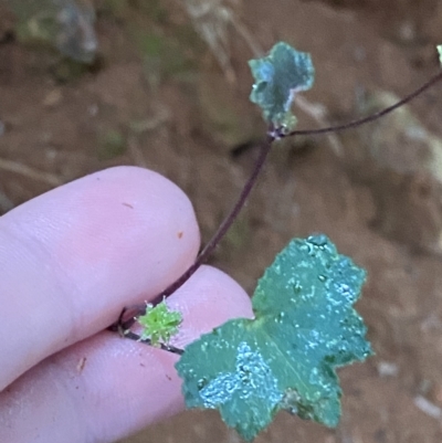 Hydrocotyle hirta (Hairy Pennywort) at Lower Cotter Catchment - 29 Jan 2023 by Tapirlord