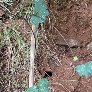 Hydrocotyle hirta at Cotter River, ACT - 30 Jan 2023