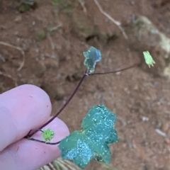 Hydrocotyle hirta at Cotter River, ACT - 30 Jan 2023