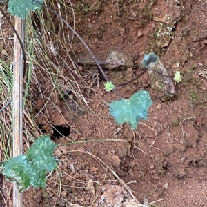 Hydrocotyle hirta at Cotter River, ACT - 30 Jan 2023