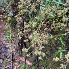 Astrotricha ledifolia (Common Star-hair) at Lower Cotter Catchment - 29 Jan 2023 by Tapirlord