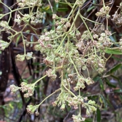 Astrotricha ledifolia at Cotter River, ACT - 30 Jan 2023