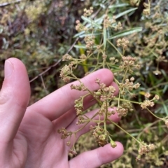 Astrotricha ledifolia at Cotter River, ACT - 30 Jan 2023