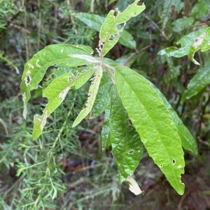 Olearia lirata at Cotter River, ACT - 30 Jan 2023 09:49 AM