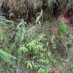 Olearia lirata at Cotter River, ACT - 30 Jan 2023