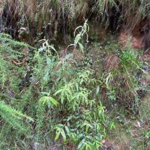 Olearia lirata at Cotter River, ACT - 30 Jan 2023 09:49 AM