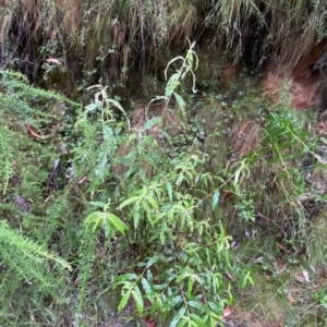 Olearia lirata at Cotter River, ACT - 30 Jan 2023 09:49 AM