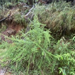 Cassinia aculeata subsp. aculeata (Dolly Bush, Common Cassinia, Dogwood) at Cotter River, ACT - 29 Jan 2023 by Tapirlord