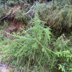 Cassinia aculeata subsp. aculeata at Cotter River, ACT - 30 Jan 2023 09:49 AM