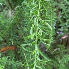 Cassinia aculeata subsp. aculeata at Cotter River, ACT - 30 Jan 2023 09:49 AM