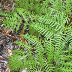 Pteridium esculentum (Bracken) at Cotter River, ACT - 30 Jan 2023 by Tapirlord