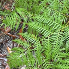 Pteridium esculentum (Bracken) at Cotter River, ACT - 29 Jan 2023 by Tapirlord
