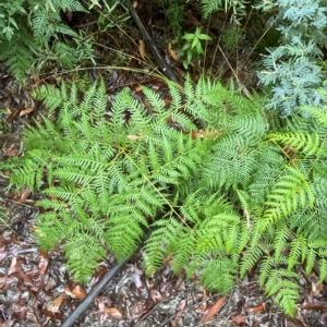 Pteridium esculentum at Cotter River, ACT - 30 Jan 2023